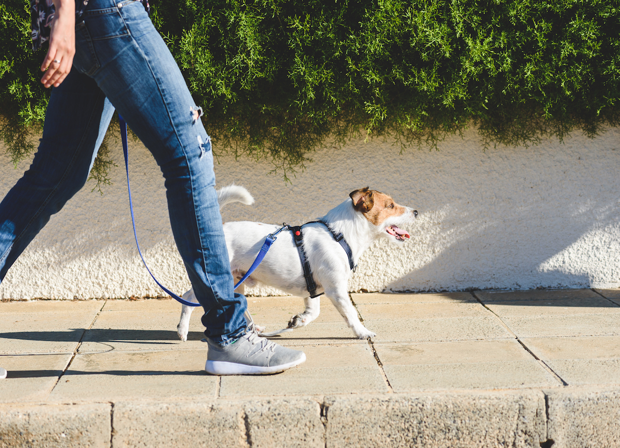 Hond uitlaten Huiskamer van Leusden